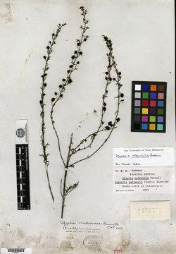 Image of Seymeria madrensis