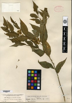 Image of Asemeia tonsa