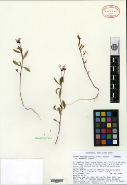 Clarkia concinna subsp. automixa image