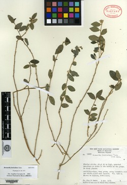 Image of Bernardia fruticulosa