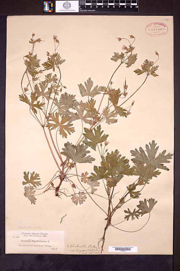 Geranium bicknellii var. longipes image