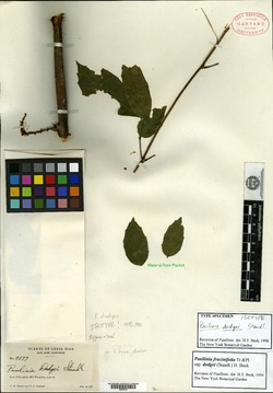 Image of Paullinia fraxinifolia