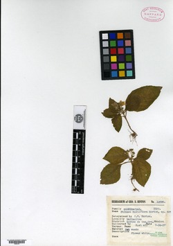 Image of Phinaea multiflora