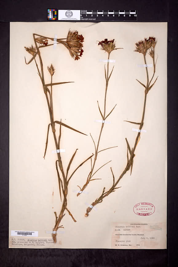 Image of Dianthus balbisii