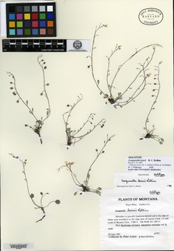 Physaria lesicii image
