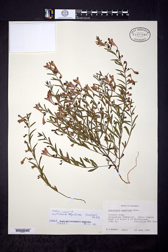 Image of Scutellaria austiniae