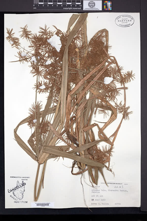 Image of Cyperus acicularis