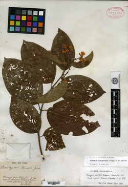 Image of Callaeum malpighioides