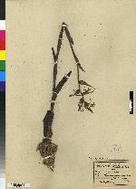 Dichromanthus aurantiacus image