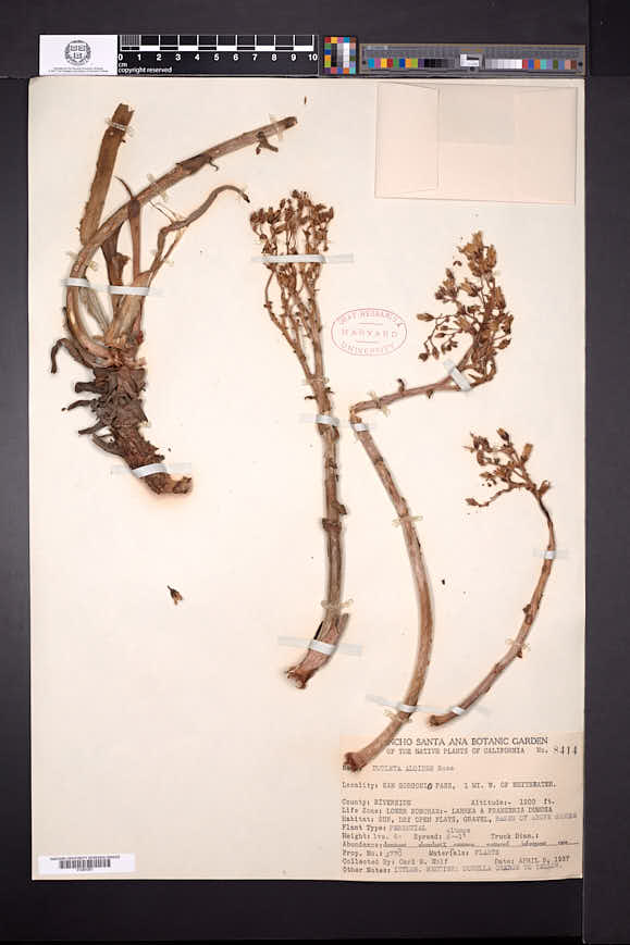 Image of Dudleya aloides