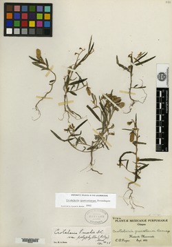 Image of Crotalaria quercetorum