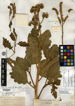 Phacelia robusta image