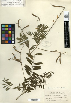 Image of Tephrosia foliolosa