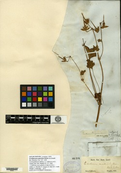 Erodium macrophyllum image