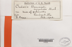 Cladonia beaumontii image