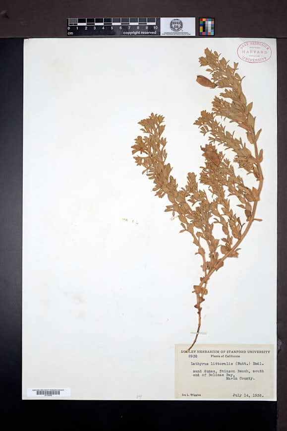 Lathyrus littoralis image