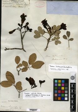 Image of Tabebuia calcicola