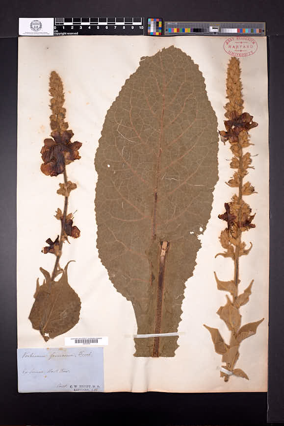 Image of Verbascum formosum