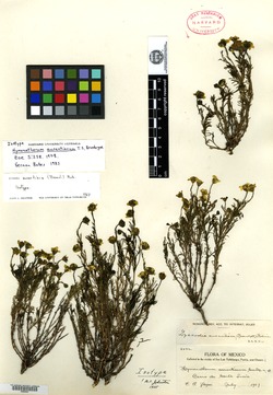 Image of Thymophylla aurantiaca
