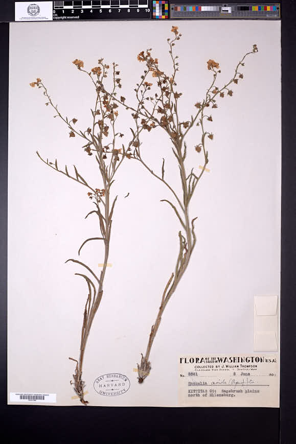 Hackelia diffusa var. arida image