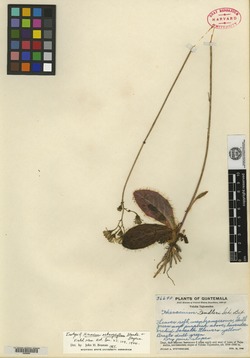 Image of Hieracium ostreophyllum