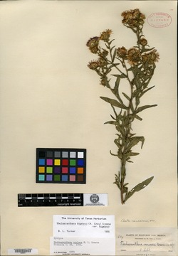 Machaeranthera varians image