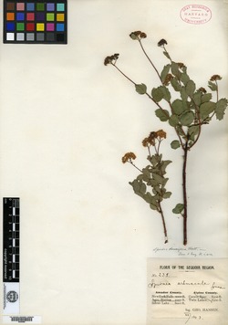 Image of Spiraea arbuscula