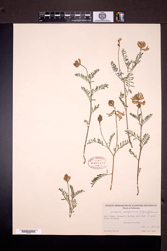 Image of Astragalus californicus