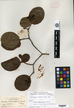 Image of Glossostipula blepharophylla