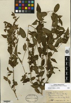 Image of Hybanthus purpusii