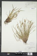 Carex pallescens image
