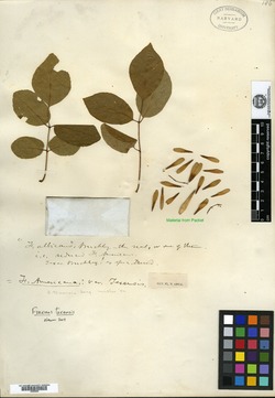 Fraxinus americana var. texensis image