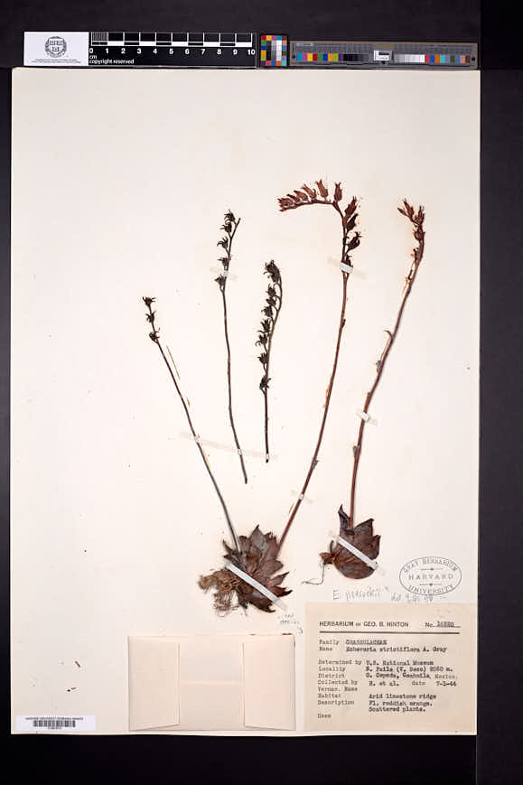Echeveria strictiflora image