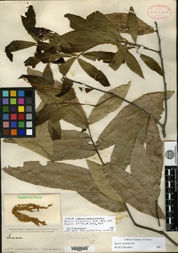 Image of Quercus acapulcensis