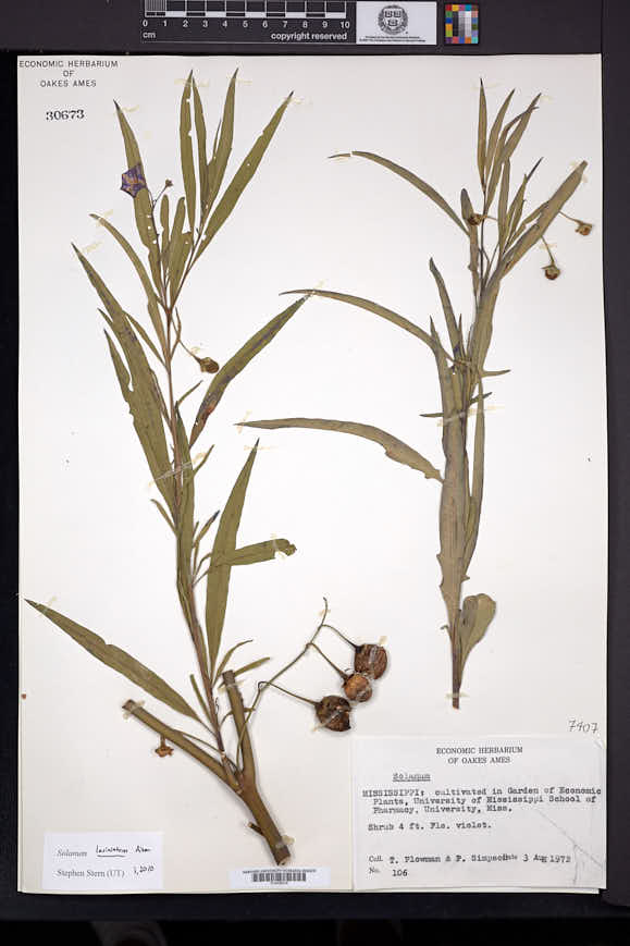 Solanum laciniatum image