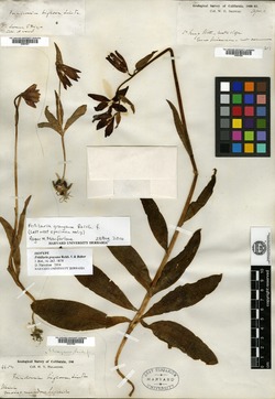 Image of Fritillaria grayana