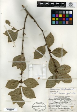 Image of Cassipourea belizensis