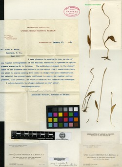 Image of Ophioglossum arenarium