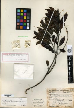 Image of Damburneya salicina