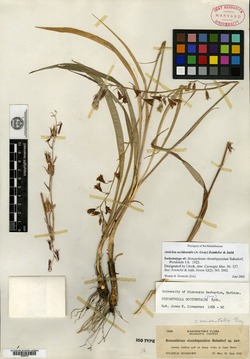 Image of Anticlea occidentalis
