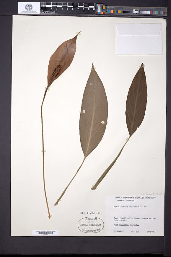 Spathiphyllum patinii image