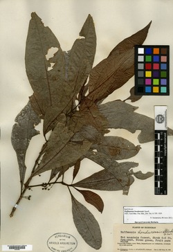 Image of Hoffmannia hondurensis