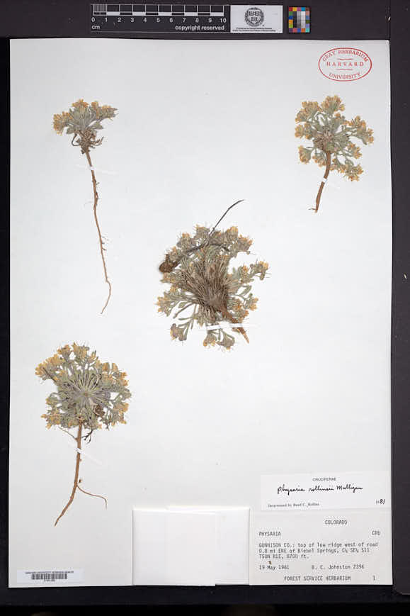Physaria rollinsii image