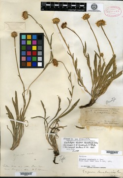 Erigeron nevadensis image