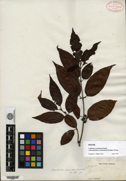 Auerodendron acuminatum image