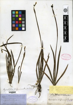 Image of Sisyrinchium lineatum