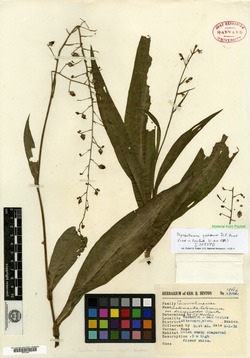 Image of Thyrsanthemum goldianum
