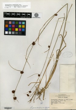 Rhynchospora cephalantha var. attenuata image