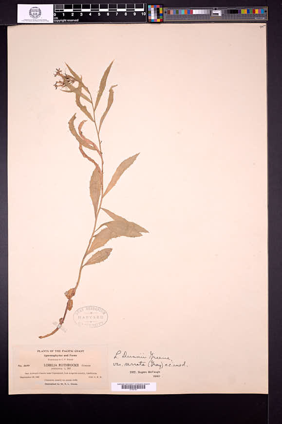 Palmerella debilis subsp. serrata image