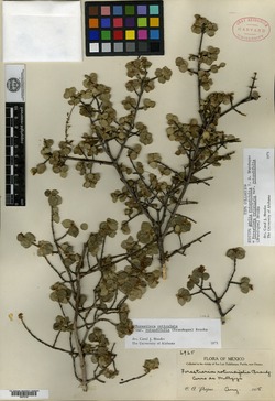 Image of Forestiera rotundifolia